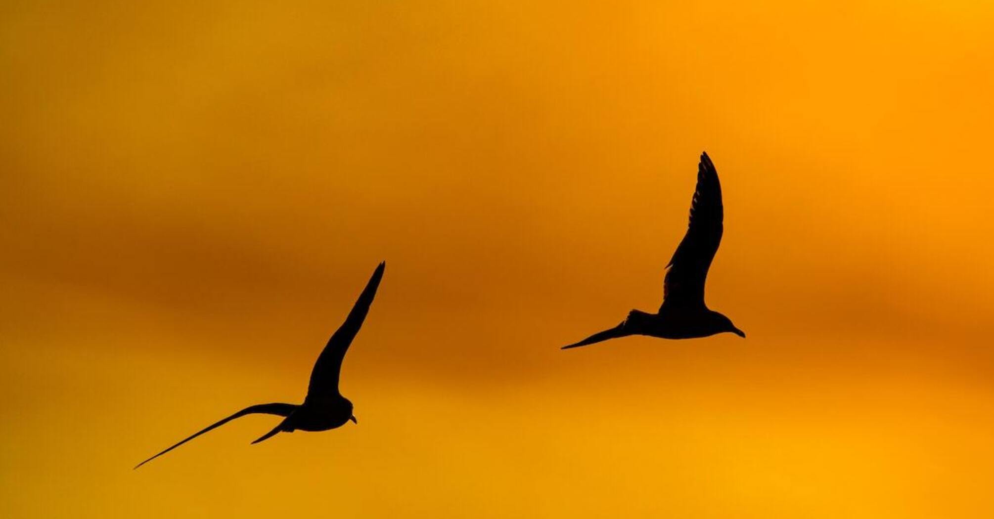 Магнітні бурі змусили птахів змінити міграцію – вчені