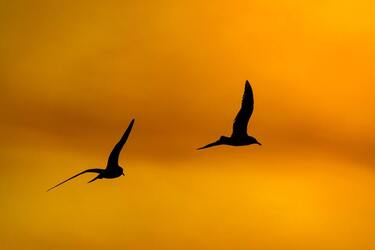 Scientists say magnetic storms forced birds to change migration 