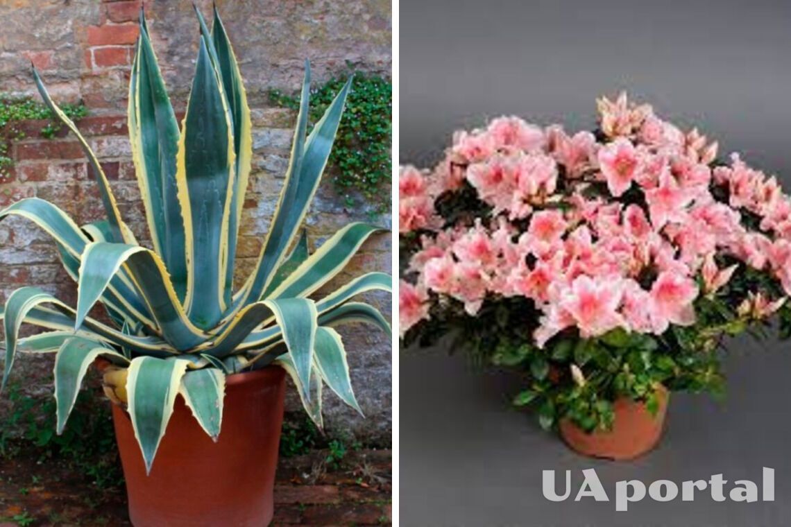 Експерти назвали топ-5 кімнатних рослин, які допомагають заспокоїти нерви