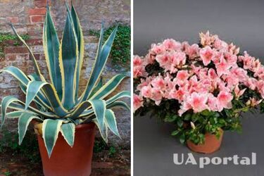 Експерти назвали топ-5 кімнатних рослин, які допомагають заспокоїти нерви