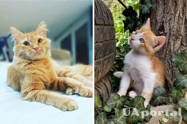 Какие приметы и предрассудки связаны с котами рыжей окраски