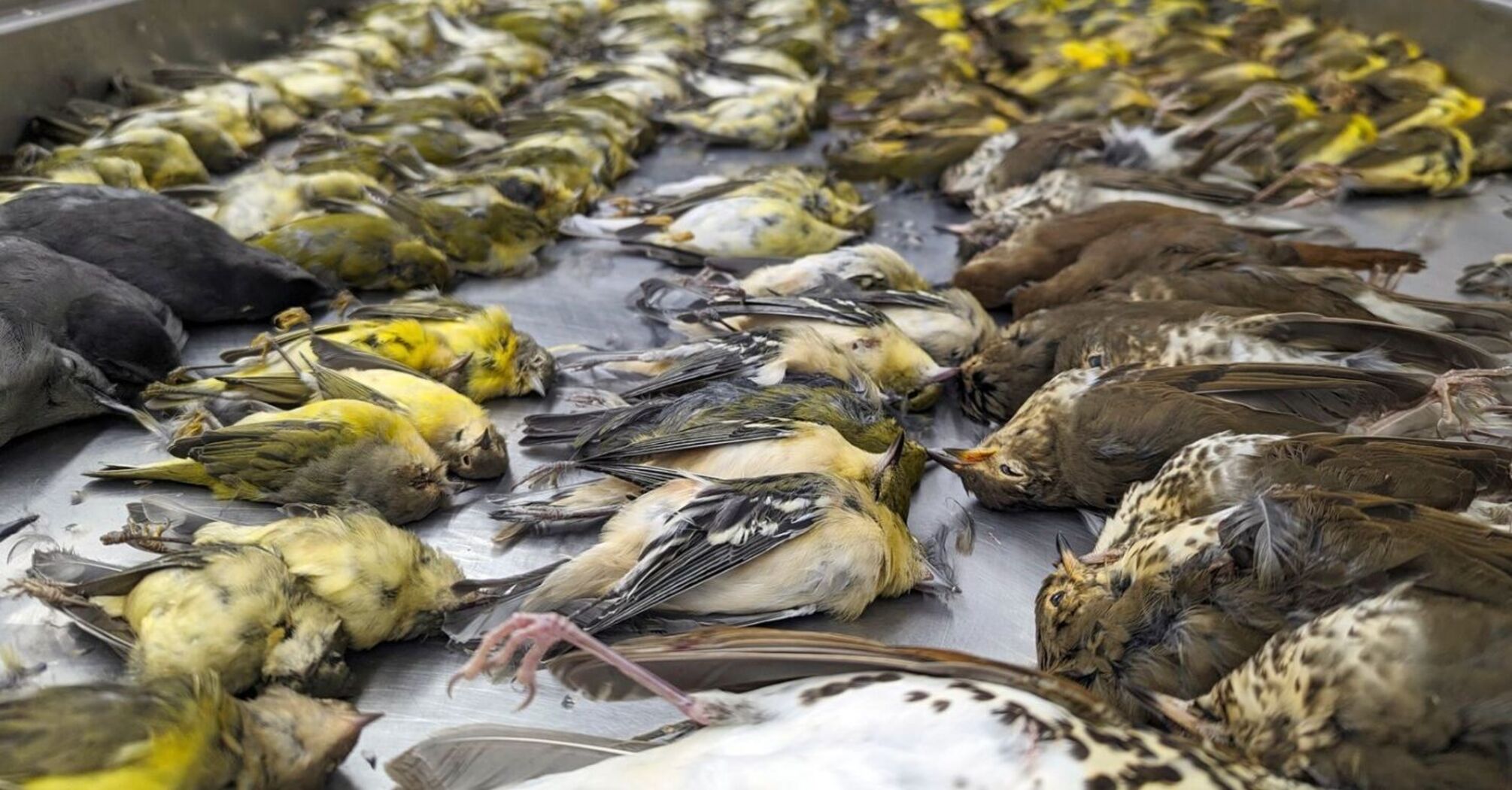 Masowe samobójstwo: tysiąc ptaków zaatakowało budynek w Stanach Zjednoczonych i spadło na śmierć (zdjęcia i wideo)