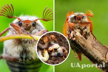 Чем осенью обработать почву, чтобы весной не было майских жуков: дешевые методы