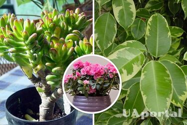 Опасные комнатные растения, если дома дети – какие вазоны опасны для детей