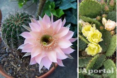 Как подкормить кактус, чтобы он начал цвести