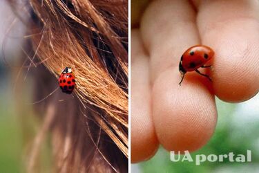 Какие народные приметы и предрассудки связаны с божьими коровками