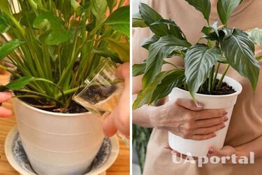 Какие продукты и пищевые отходы можно использовать в качестве удобрений для комнатных растений