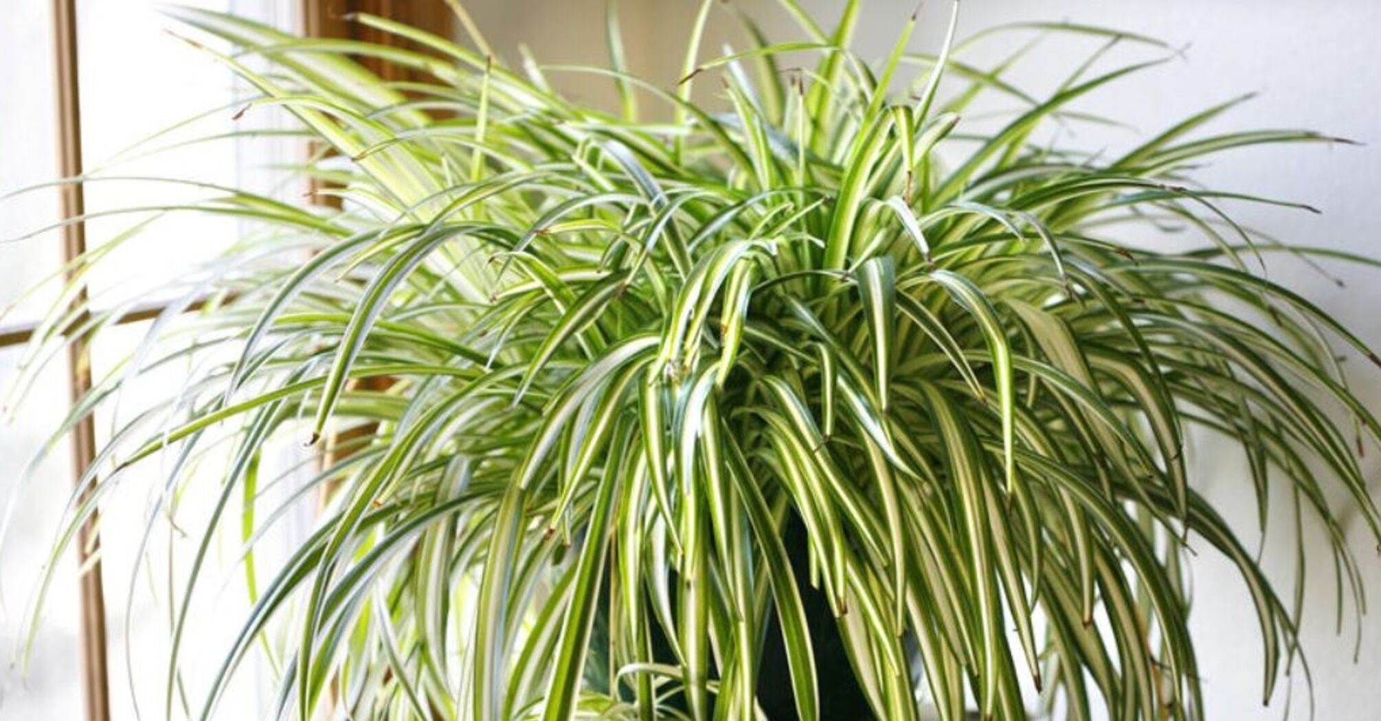 Gardeners explain why put this plant in every room