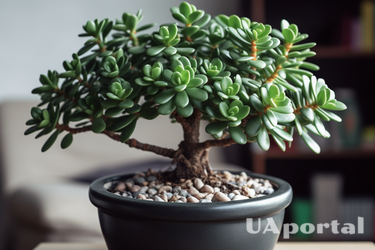 The right attitude to the money tree