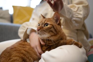 Каково влияние стерилизации на здоровье кошек