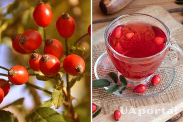 Jak przygotować wywar z owoców dzikiej róży, aby nie stracić jej dobroczynnych właściwości