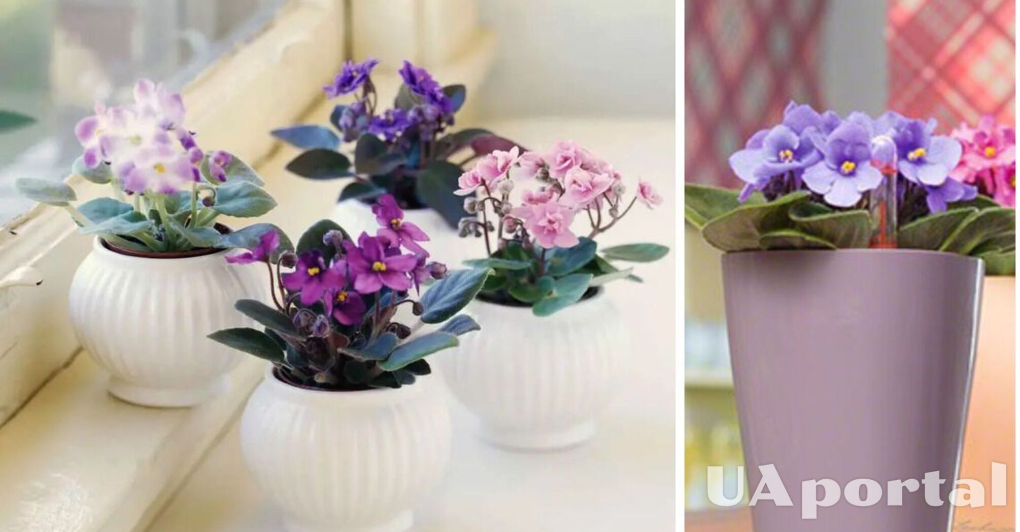 How to fertilise potted violets so that they bloom lushly