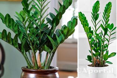 Кому краще не тримати вдома заміокулькас