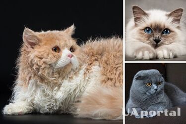 What breeds of cats are best suited for living in an apartment