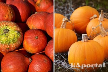 Experts explained how to keep a pumpkin fresh for as long as possible: turn it over