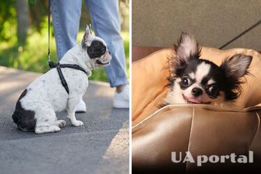 Dog breeds that attract money, love and luck into the home have been named