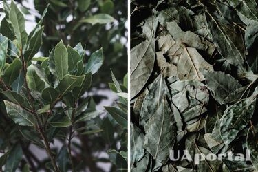 Як привернути удачу та щастя в дім - ритуал, який принесе удачу