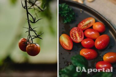 Як правильно зберігати помідори - як зберігати зелені помідори всю зиму