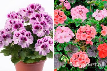 How to cut pelargonium to make it bloom more lush: tips from flower growers