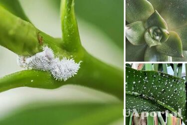 Mealybugs on indoor plants: easy ways to get rid of the pests