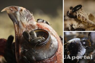 Их считали пропавшими: редкие плотоядные жуки атаковали остров в Великобритании (видео, фото)