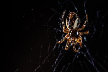 Забудьте про павуків у домі: як позбутися небажаних гостей