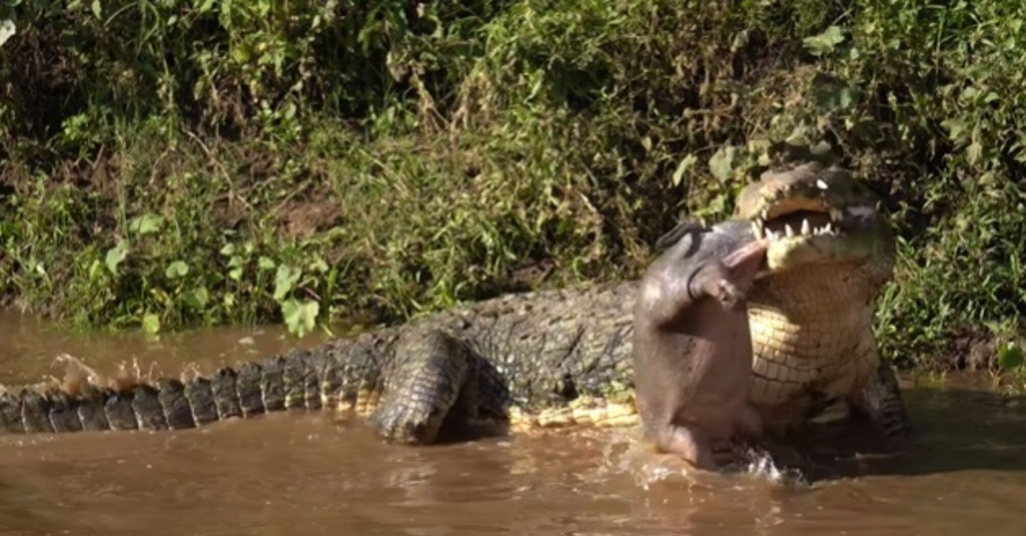 Величезний крокодил в Кенії проковтнув щойно народженого бегемота (рідкісне відео)