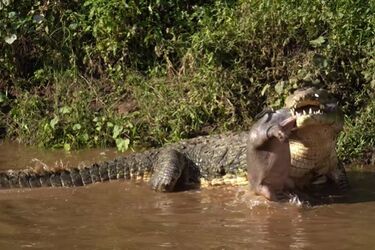 Ogromny krokodyl w Kenii połyka nowo narodzonego hipopotama (rzadkie wideo)
