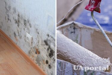 Эксперт объяснил, почему ни за что нельзя закрашивать плесень на стенах