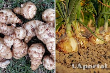 Дослідники назвали п'ять продуктів, багатих на пребіотики