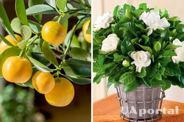 Top 7 houseplants that scent the air