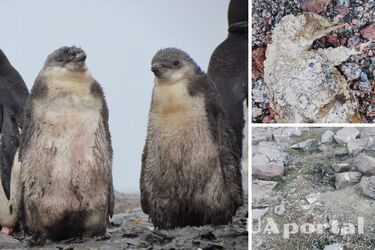 Из-за таяния снега в Антарктиде начали появляться мумии пингвинов, которым 5000 лет (фото)