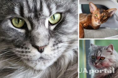 Which cat breed is best suited to your zodiac sign? Horoscope