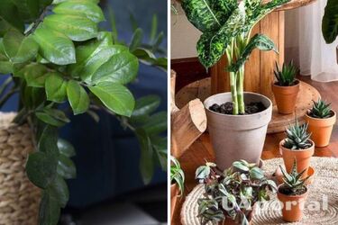 Florists have named three mistakes that kill indoor plants