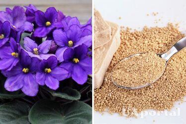 Why fertilize violets with yeast: what are their benefits