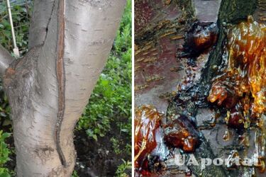 Ogrodnicy doradzają 3 skuteczne środki na szybkie gojenie się kory drzew