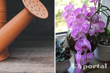 Experts named the best time of day to water orchids in autumn and winter