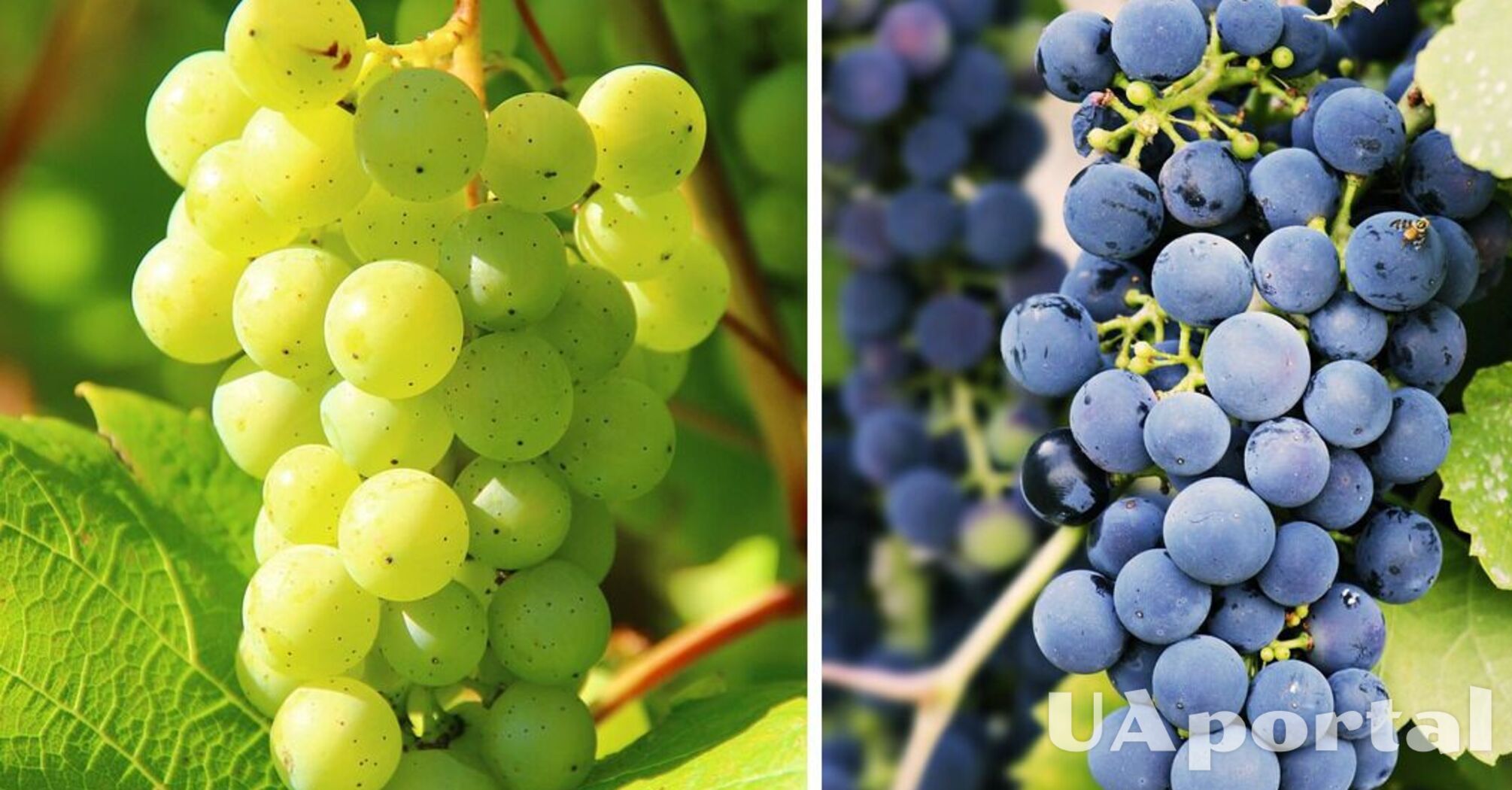 Вчені виявили нові переваги винограду для здоров’я: скільки потрібно їсти на день