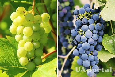 Вчені виявили нові переваги винограду для здоров’я: скільки потрібно їсти на день