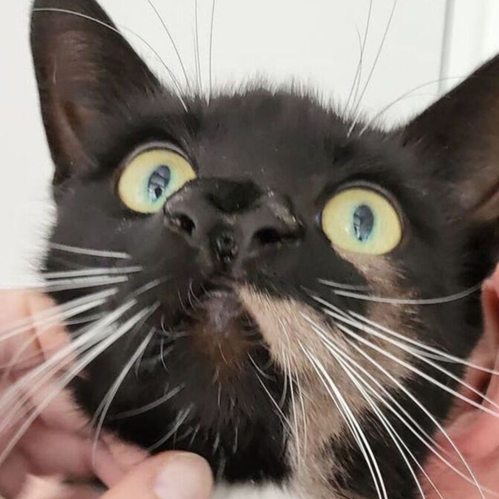 В Британии нашли кошку с двумя носами (фото)