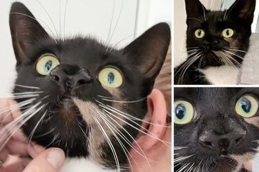 В Британии нашли кошку с двумя носами (фото)