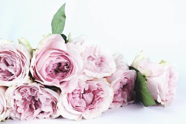 How to extend the life of a bouquet: five simple ways