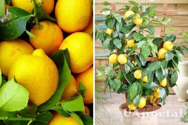 Як виростити лимонне дерево - як виростити лимон
