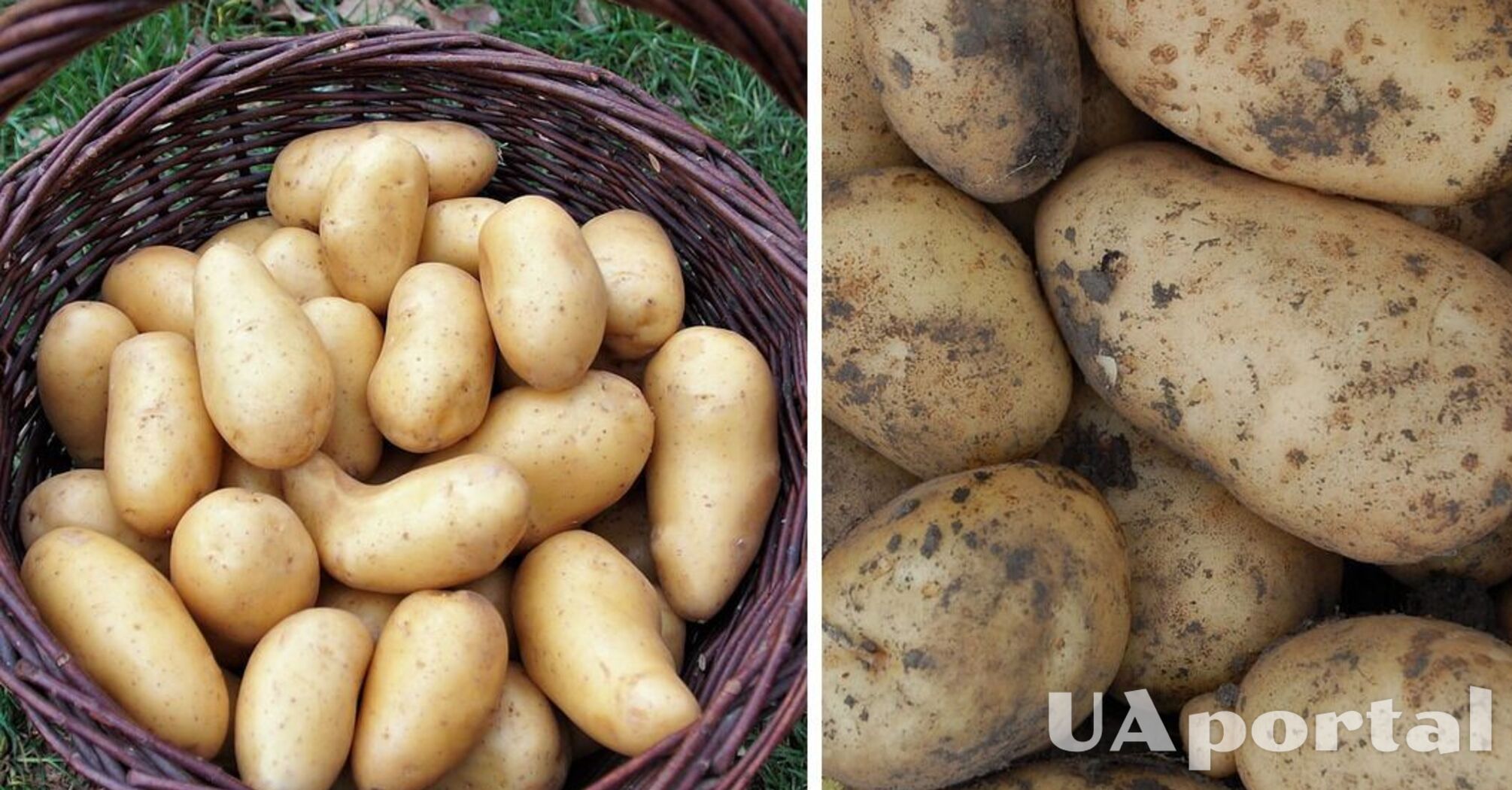 Experts told us where to keep potatoes to prevent them from sprouting