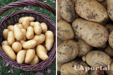 Эксперты объяснили, где нужно держать картофель, чтобы он не пророс