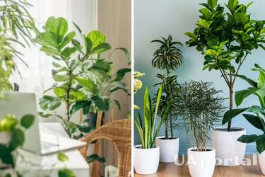 Florists advised how to protect indoor plants from diseases in the cold season