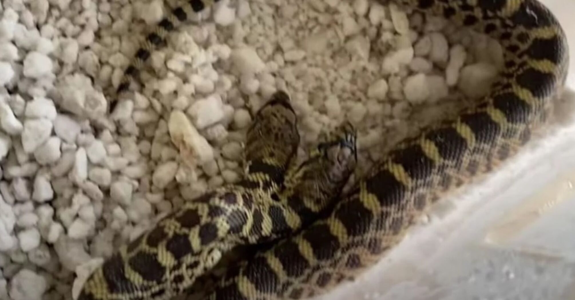 У будинку американця вилупилася рідкісна двоголова змія (фото та відео)