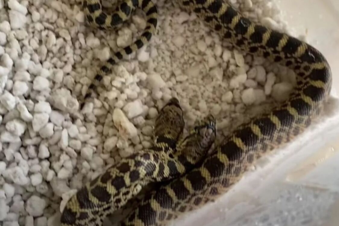 A rare two-headed snake hatched in an American's house (photos and video)