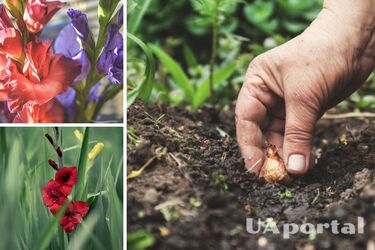 When to dig up gladioli in autumn and how to store them until spring