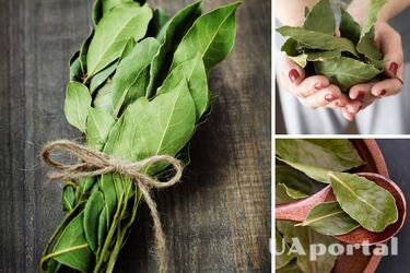 Повісьте лавровий лист над вхідними дверима: будете здивовані